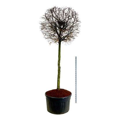 Carpinus betulus 200 cm, C500 (500 liters kruka), Solitär