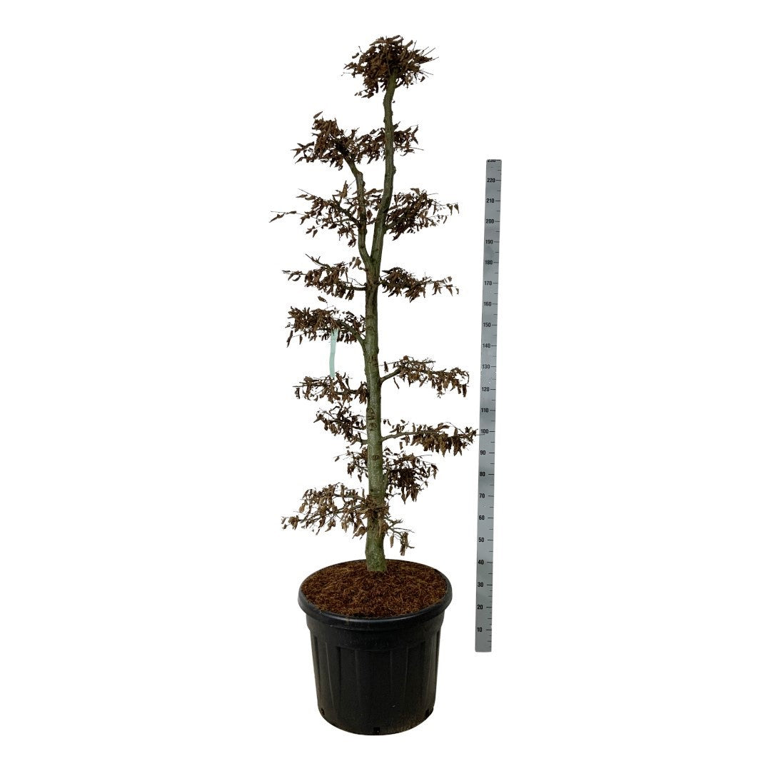 Avenbok betulus - BONSAI 175-200 C90
