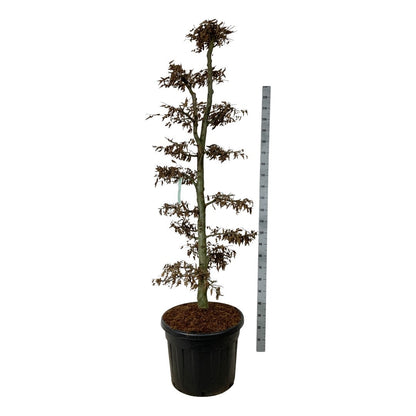 Carpinus betulus BONSAI 175-200 cm C90 (90 liters kruka)