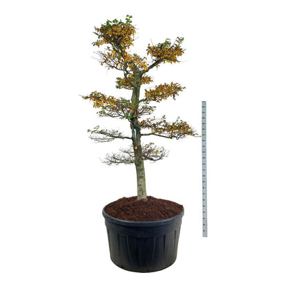 Carpinus betulus Bonsai 225-250 cm C500 (500 liters kruka)