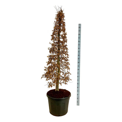 Carpinus betulus konformad 175-200 cm C90 (90 liters kruka)