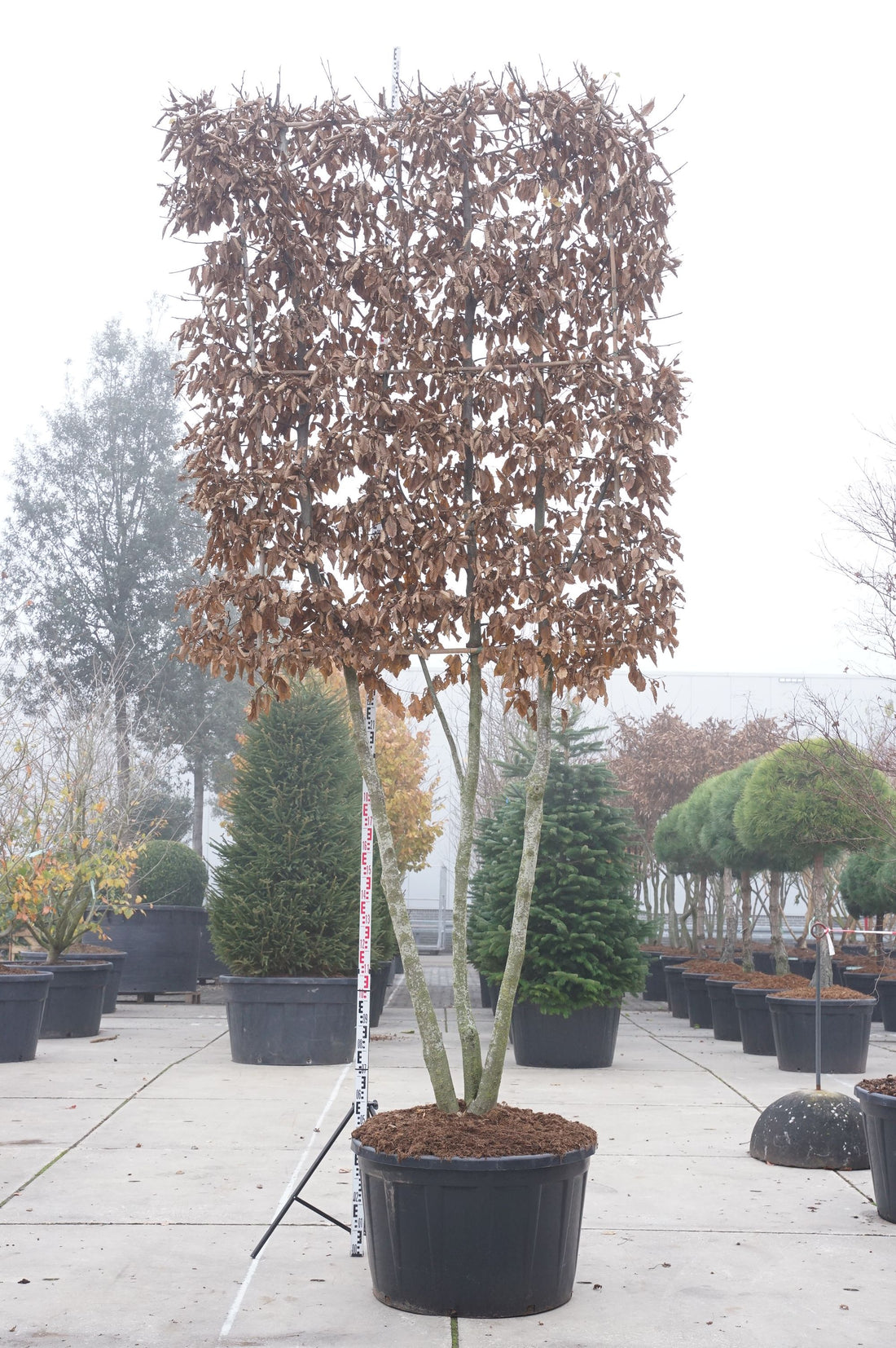 Avenbok betulus (espalier) - C290 180 CM MULTISTEM