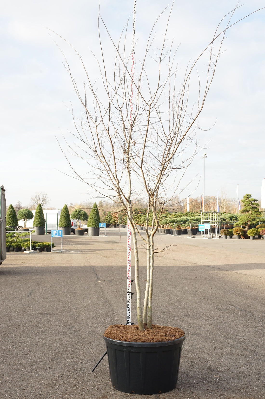 Bärhägg occidentalis - C290 300-350 CM MULTISTEM