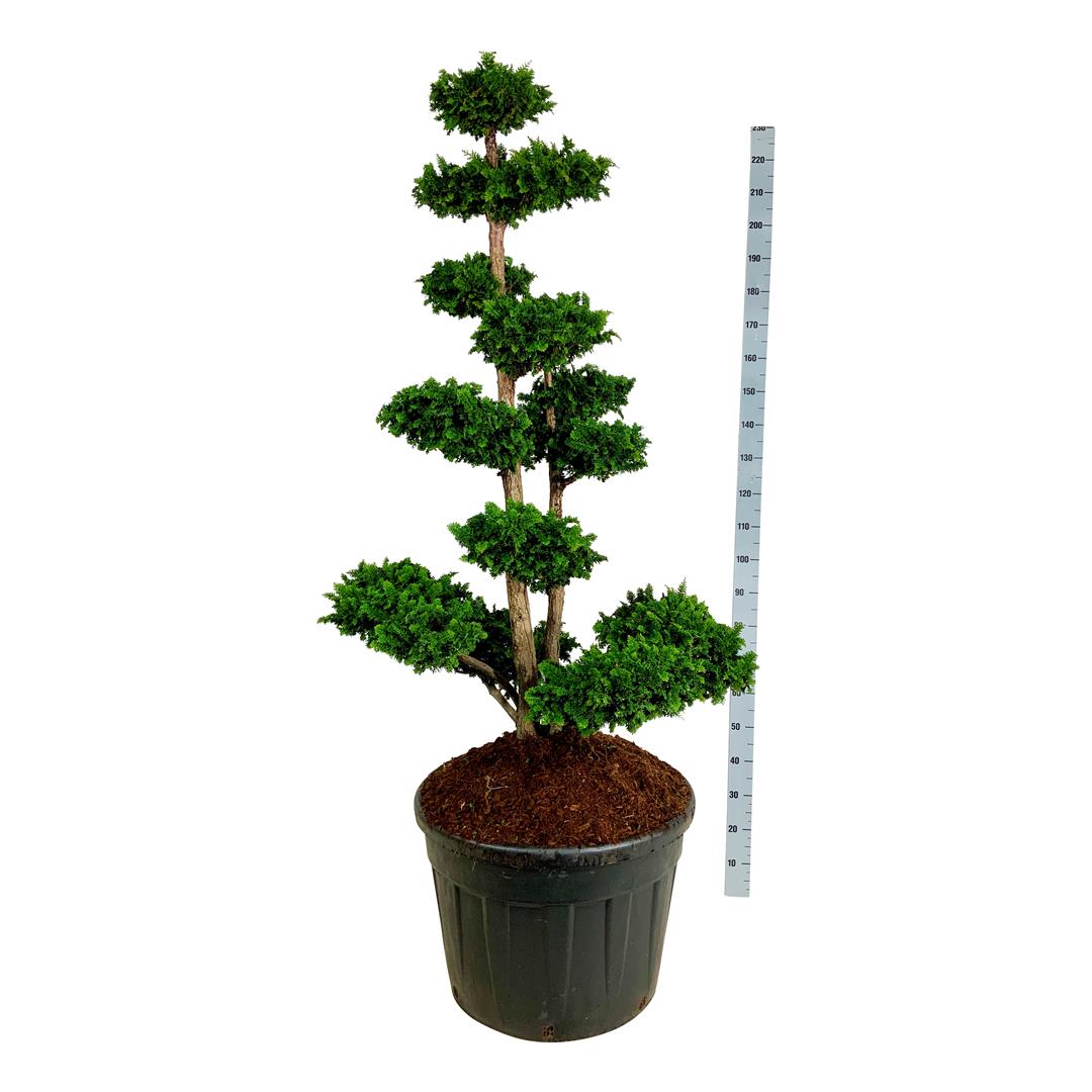 Ädelcypress o. &