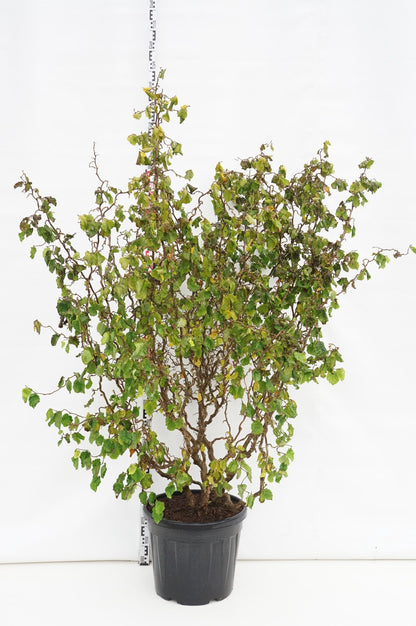 Corylus a. &