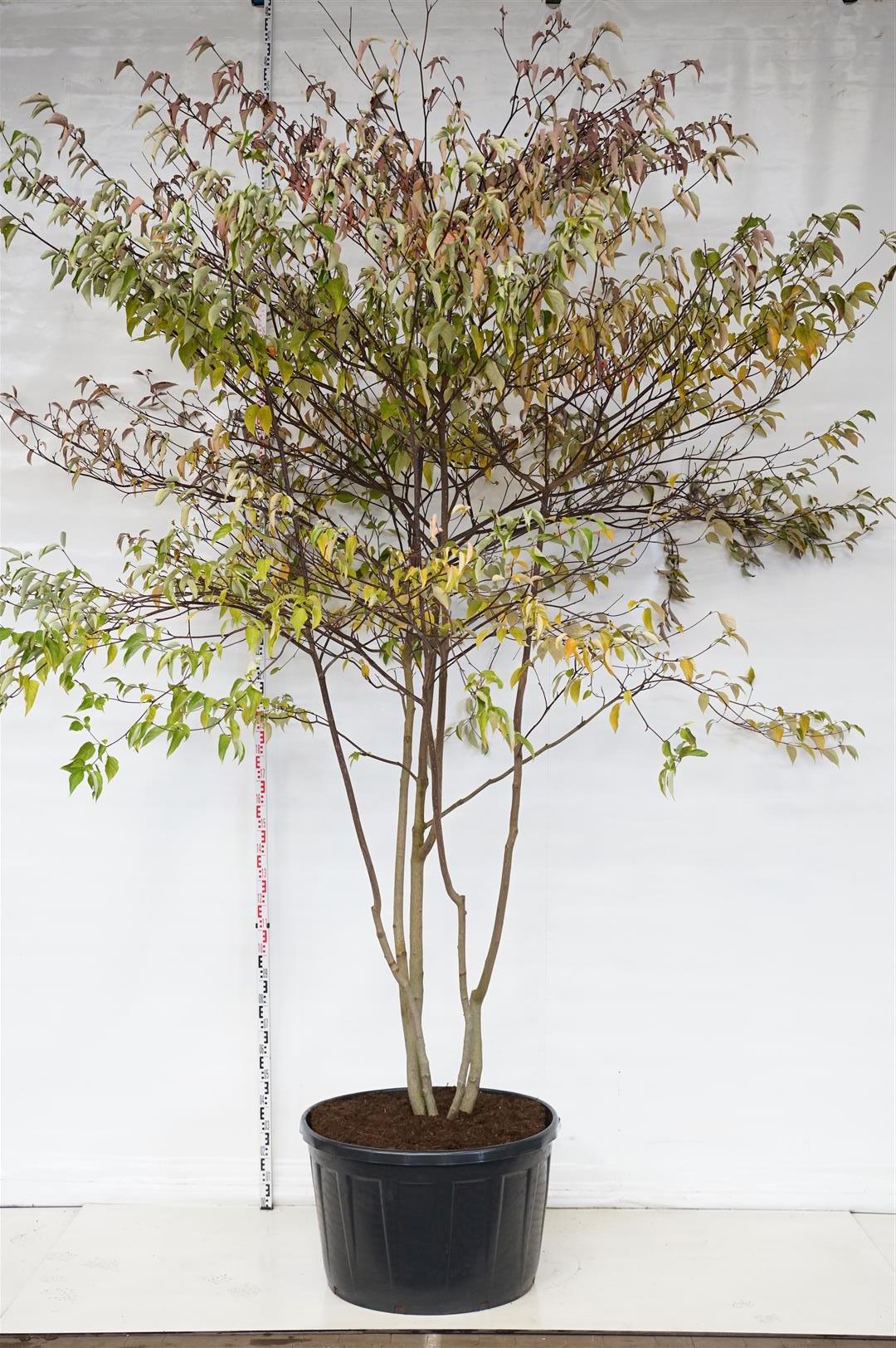 Kornell controversa - C290 350-400 CM MULTISTEM