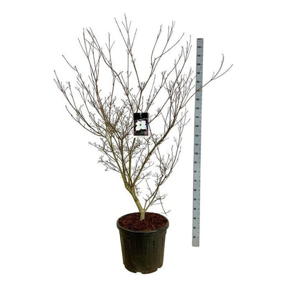 Cornus kousa &
