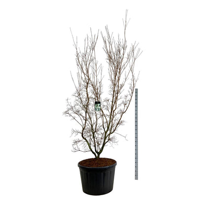 Cornus kousa &