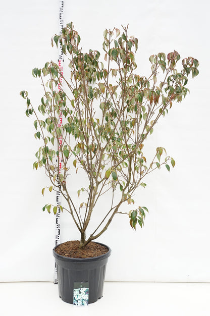 Cornus kousa &