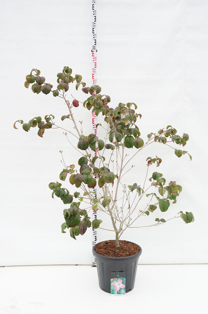 Cornus kousa &