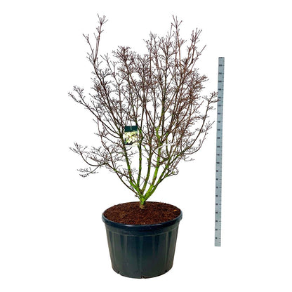 Cornus kousa &