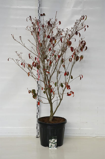 Cornus kousa &