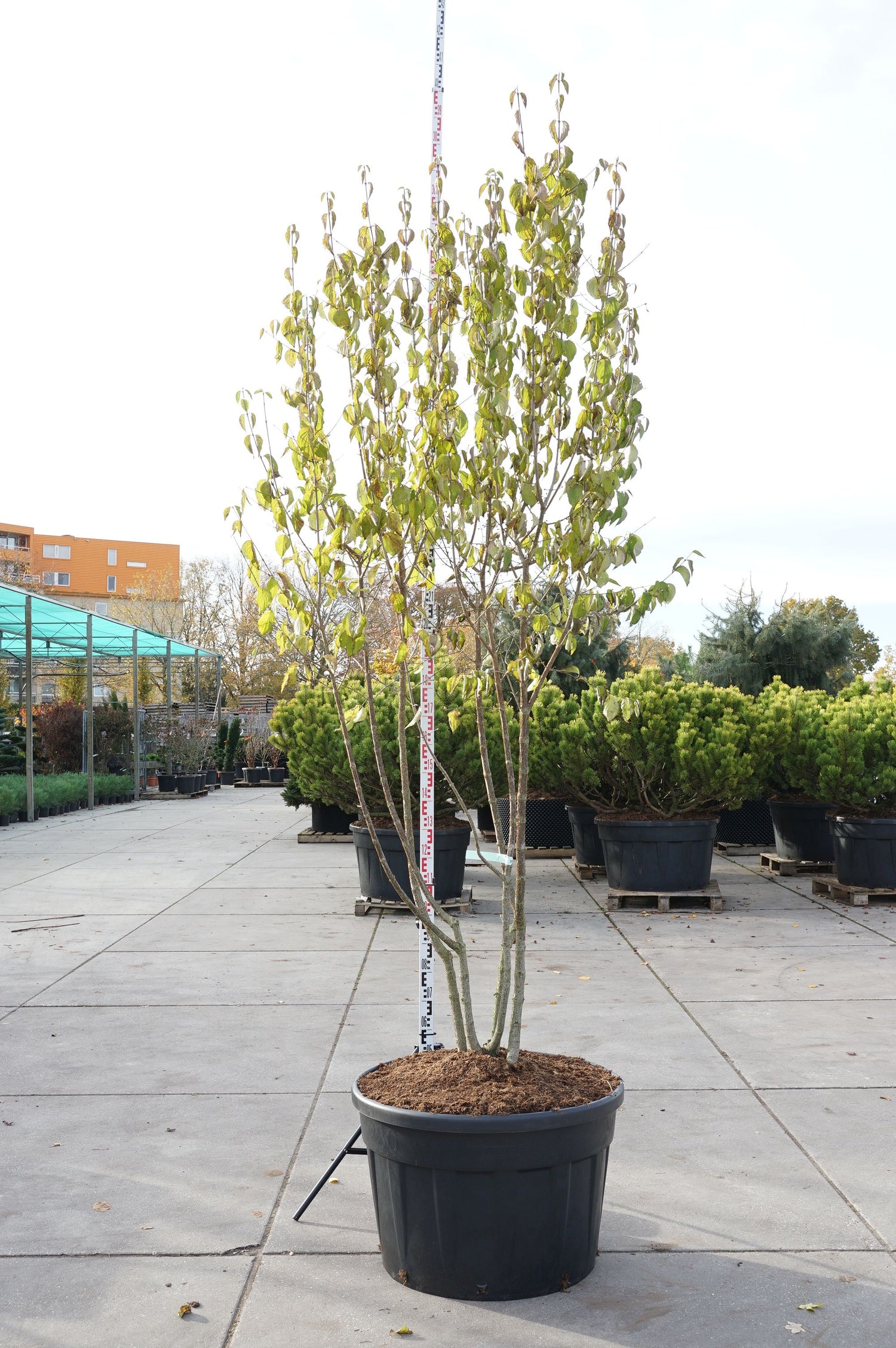 Kornell mas - C230 250-300 CM MULTISTEM