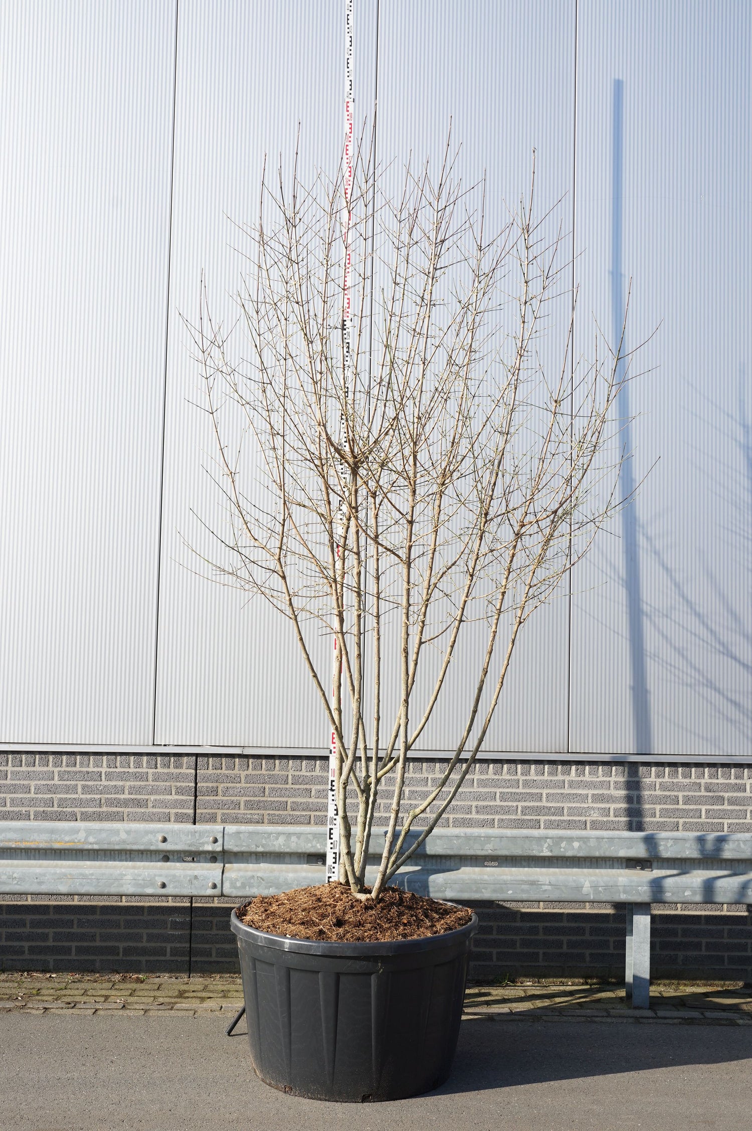 Kornell mas - C230 300-350 CM MULTISTEM