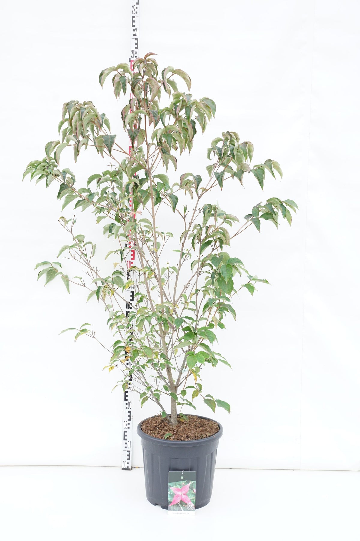 Cornus &