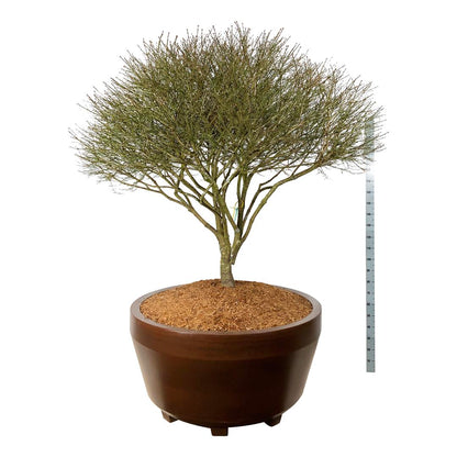 Euonymus alatus &
