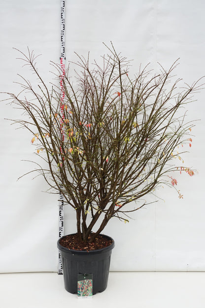 Euonymus alatus C55 (55 liters kruka) 150-175 cm Extra