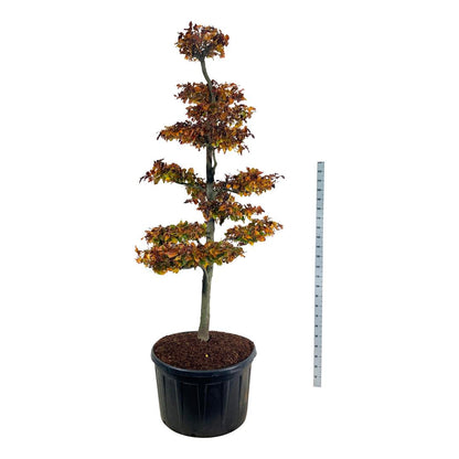 Fagus syl. &