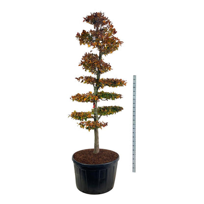 Fagus syl. &