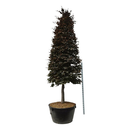 Blodbok - Fagus syl. &
