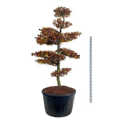 Fagus sylvatica BONSAI 200-225 cm C285 (285 liters kruka)