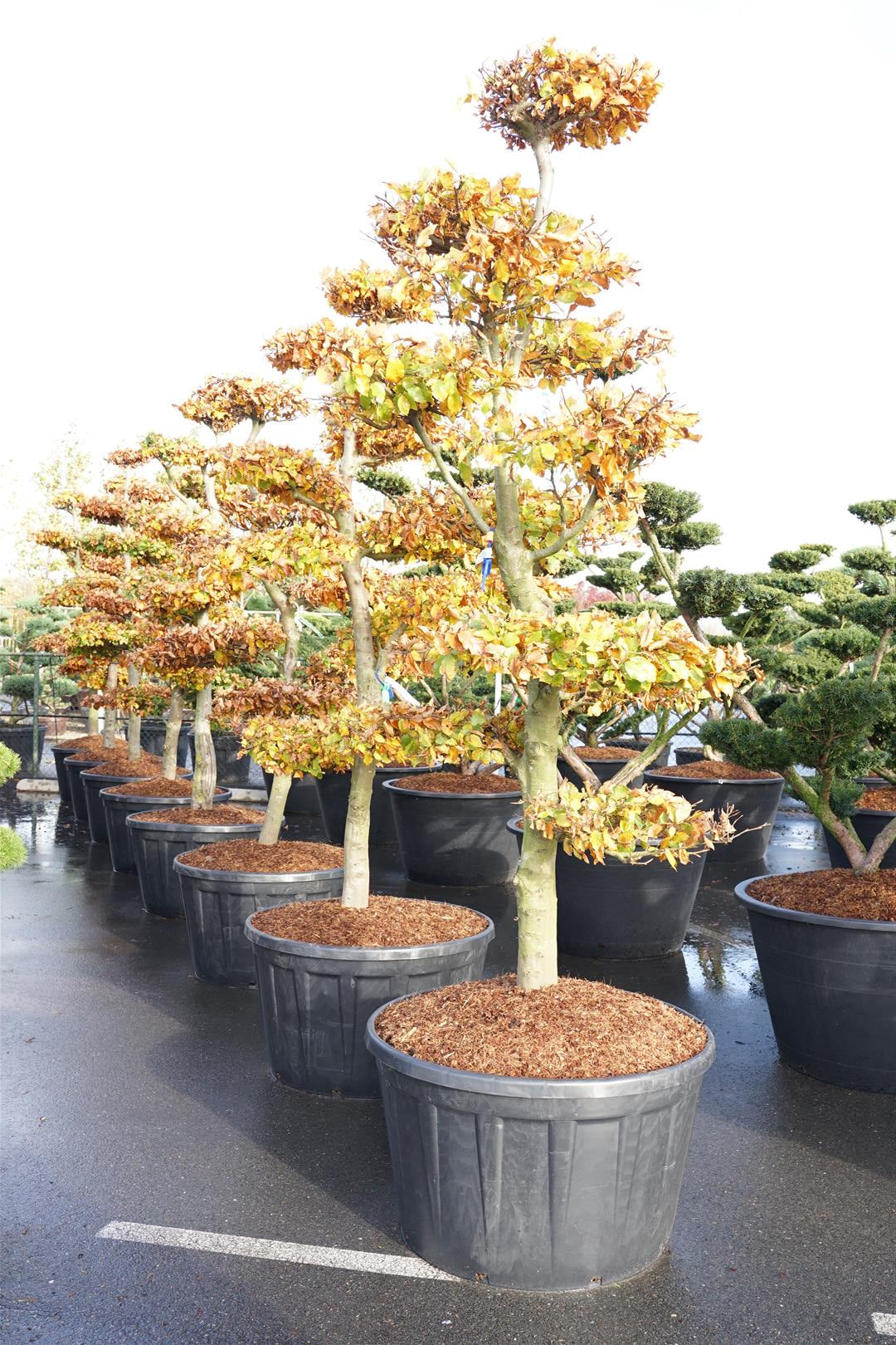 Bok sylvatica - BONSAI 225-250 C285