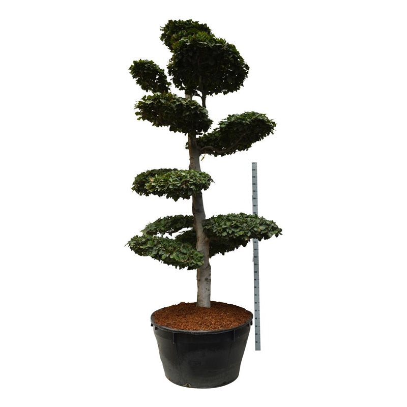 Bok sylvatica - BONSAI 300-350 C500