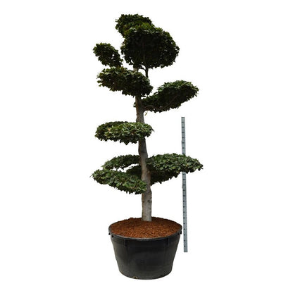 Fagus sylvatica Bonsai 300-350 cm C500 (500 liters kruka)