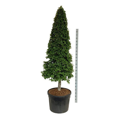Fagus sylvatica pyramid på stam 200-225 cm C130 (130 liters kruka)
