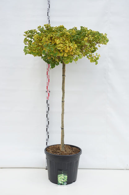 Ginkgo biloba &