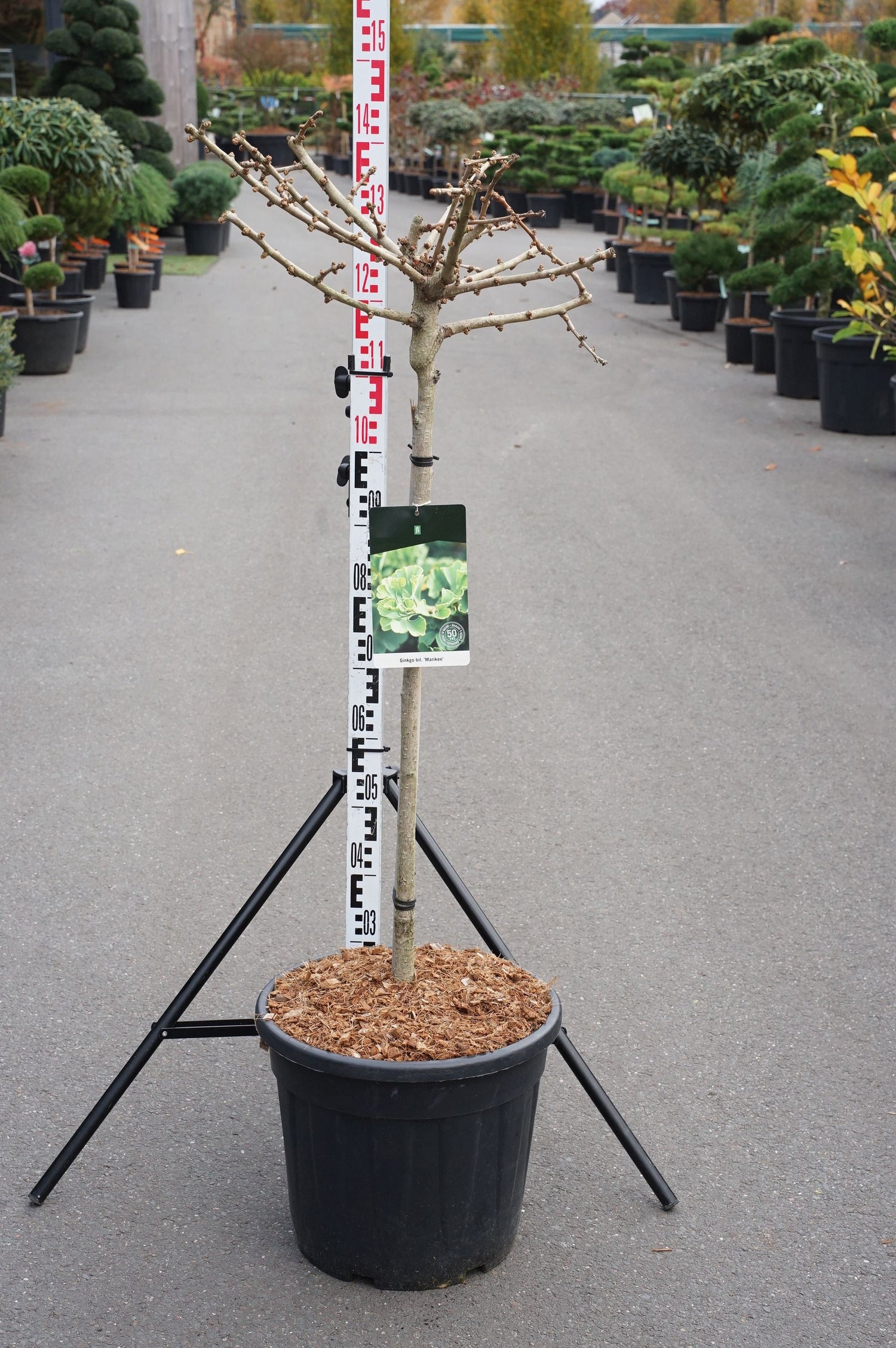 Ginkgo biloba &