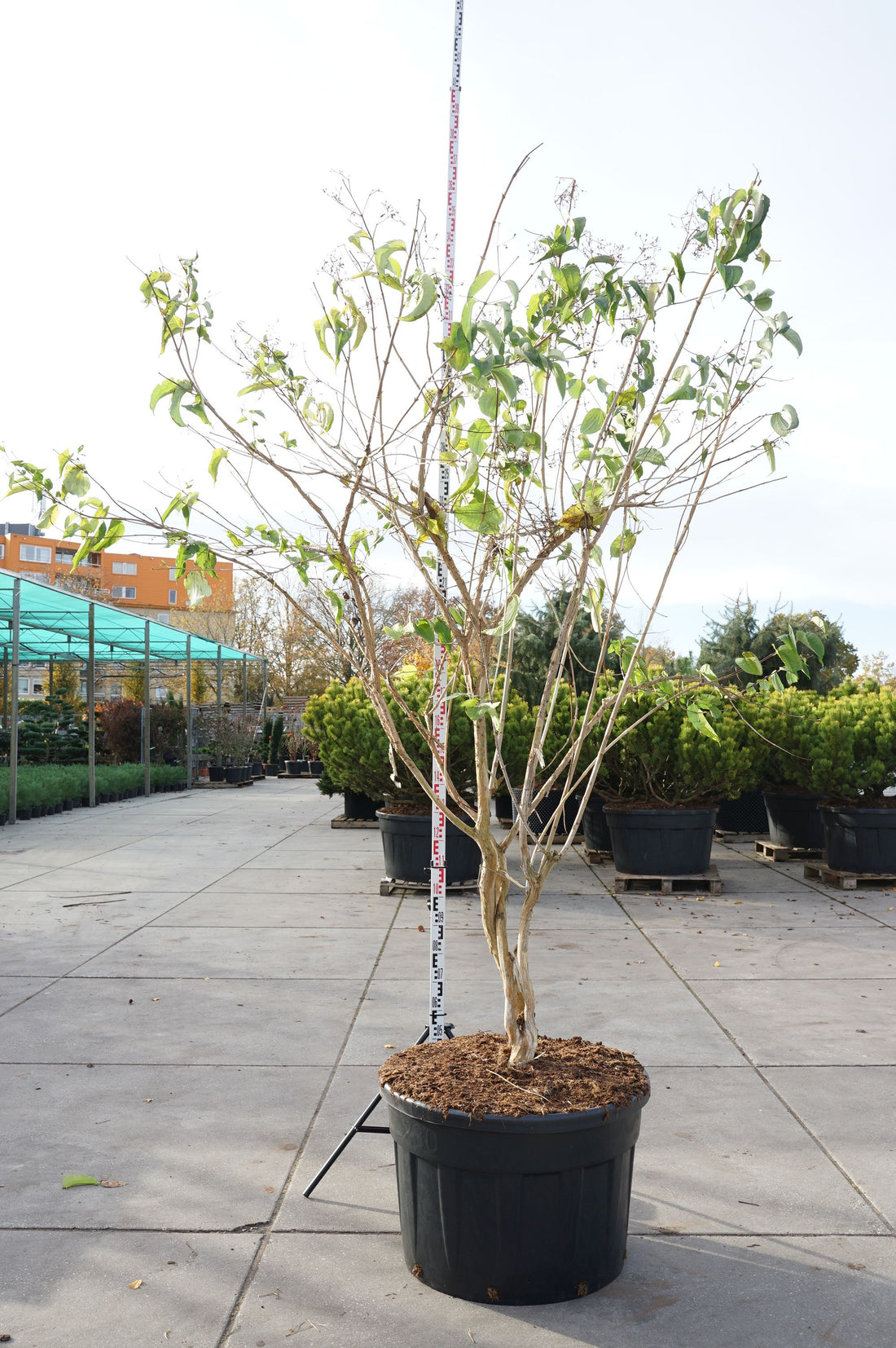 Höstsyren miconioides - C230 250-300 CM MULTISTEM