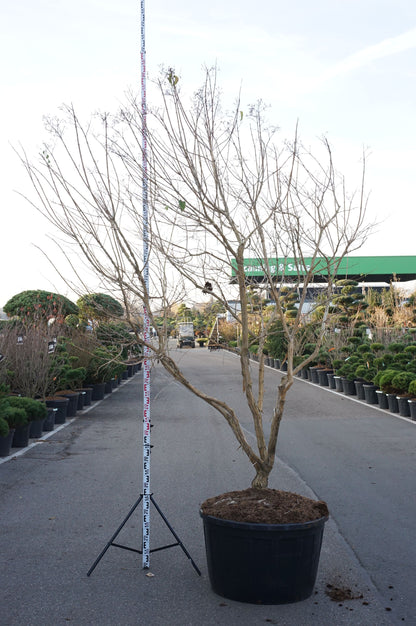Heptacodium miconioides flerstammig C290 (290 liters kruka) 250-300 cm