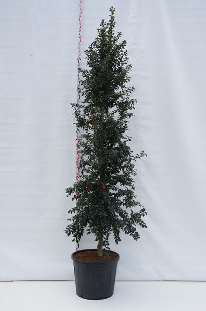 Ilex aquip. &