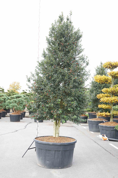 Ilex aquifolium &