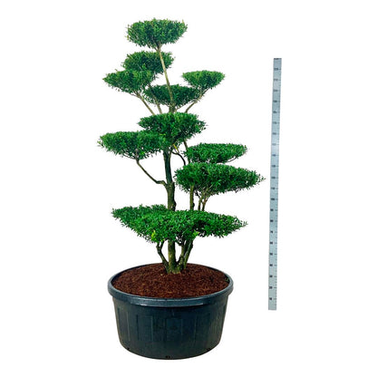 TW-2802760