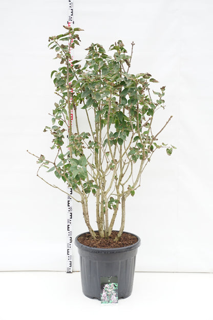 Ilex crenata &