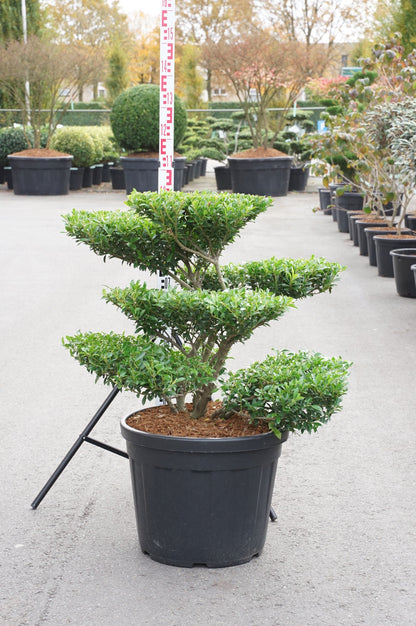 Ilex crenata &
