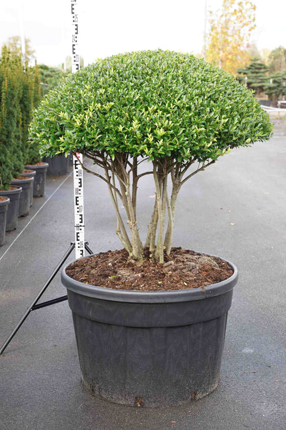 Ilex cren. &