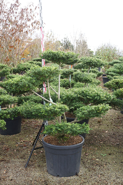 Ilex cren. &