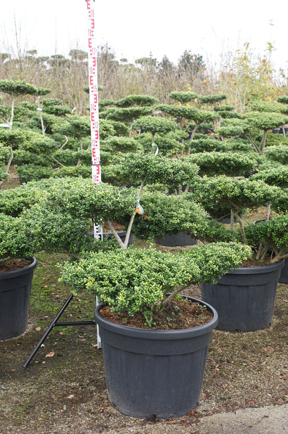 Ilex cren. &