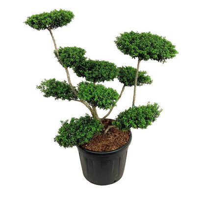 Ilex crenata &
