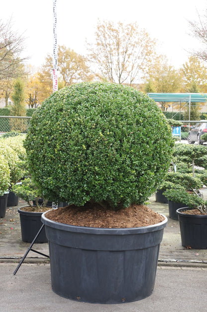 Ilex cren. &