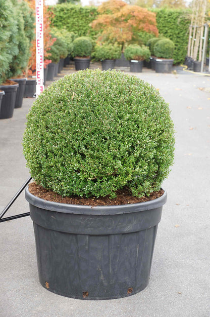 Ilex crenata &
