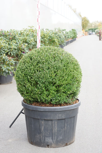Ilex crenata &
