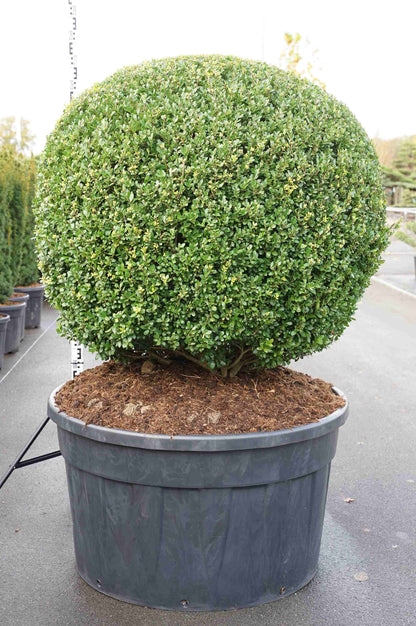 Ilex crenata &