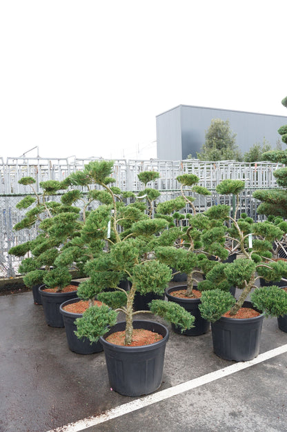 Ilex crenata &