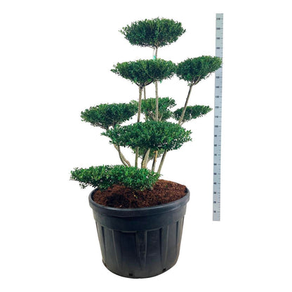 Ilex crenata &