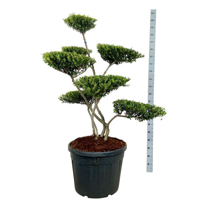 Ilex crenata &