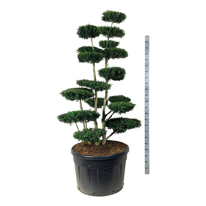 Ilex crenata &